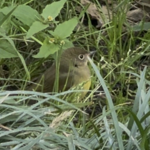 Connecticut Warbler - ML642854102