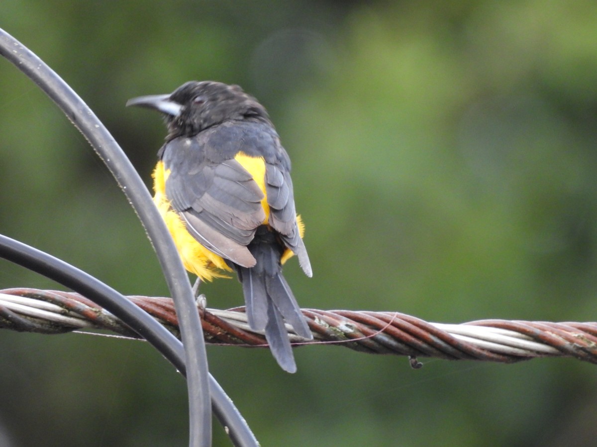 Black-vented Oriole - ML642854103