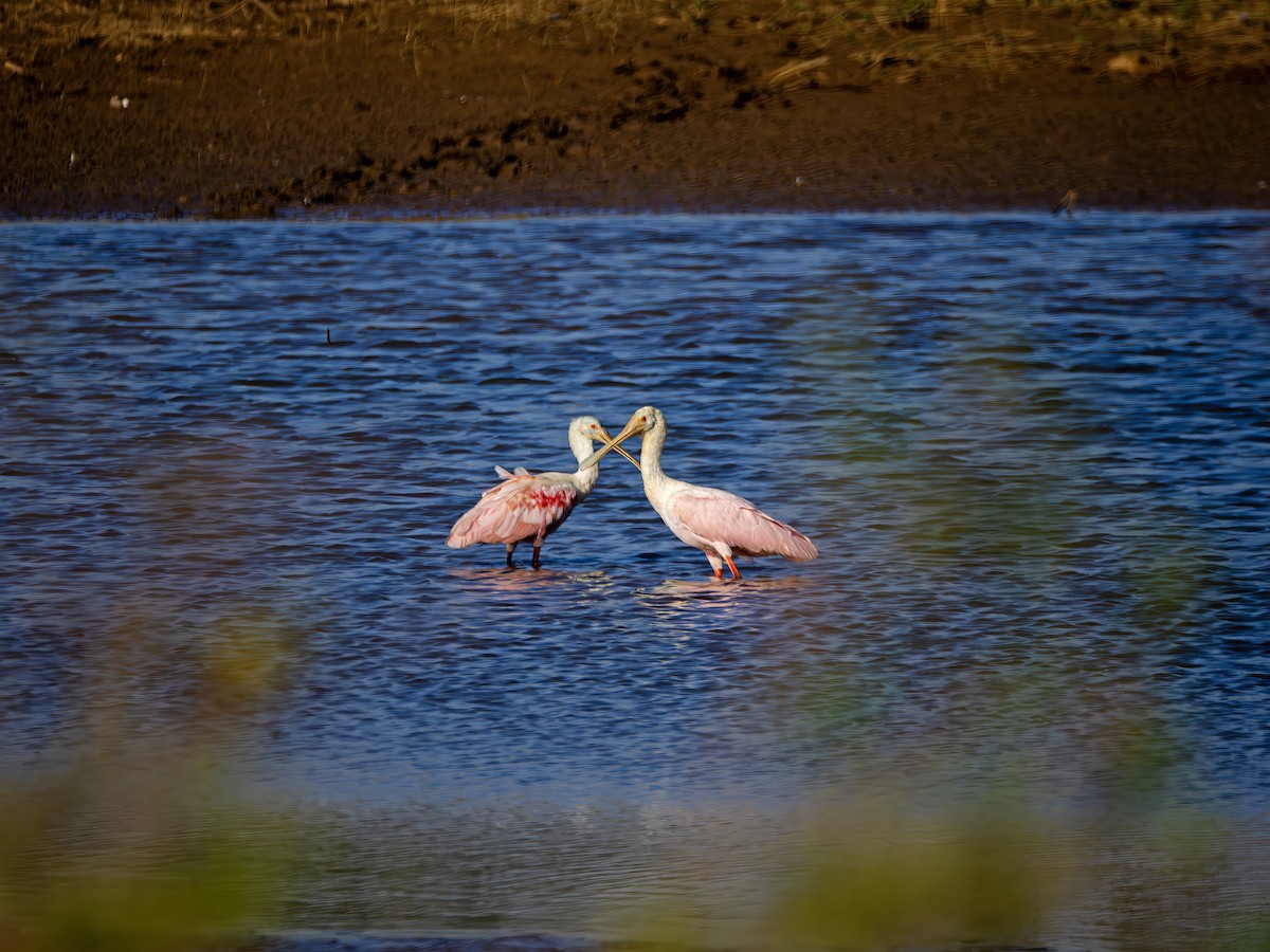 Roseate Spoonbill - ML642854104