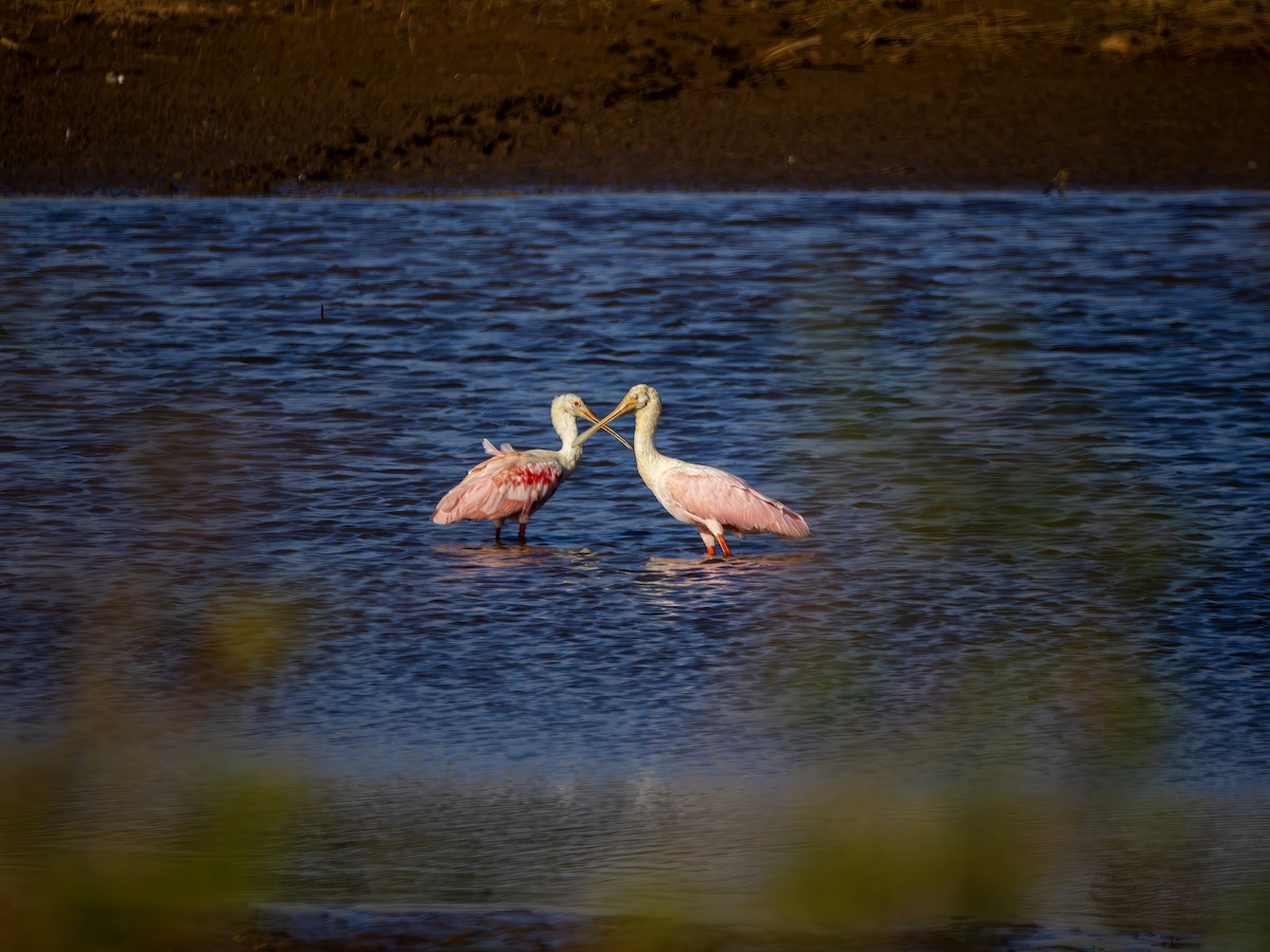 Roseate Spoonbill - ML642854105