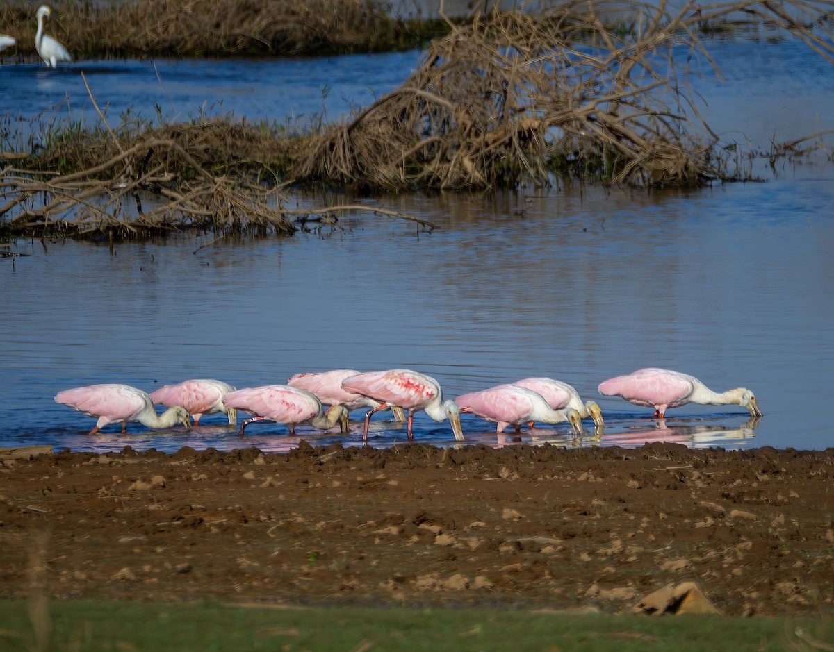 Roseate Spoonbill - ML642854106