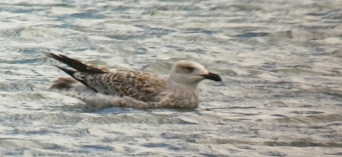 Great Black-backed Gull - ML642854107