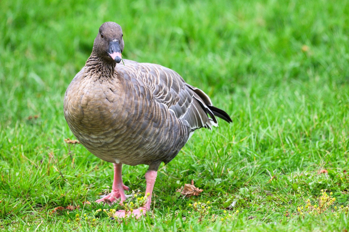 Pink-footed Goose - ML642854108