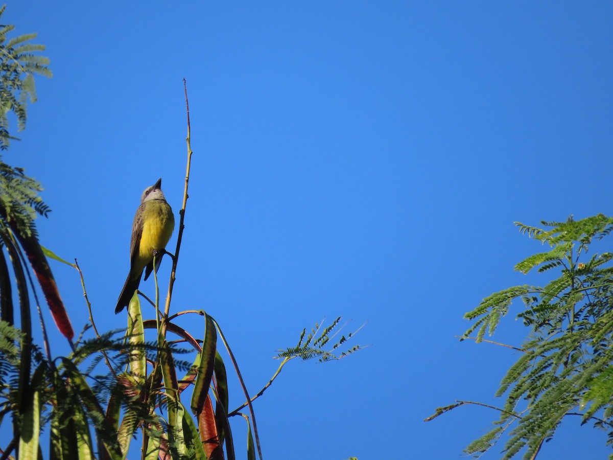 Tropical Kingbird - ML642854116