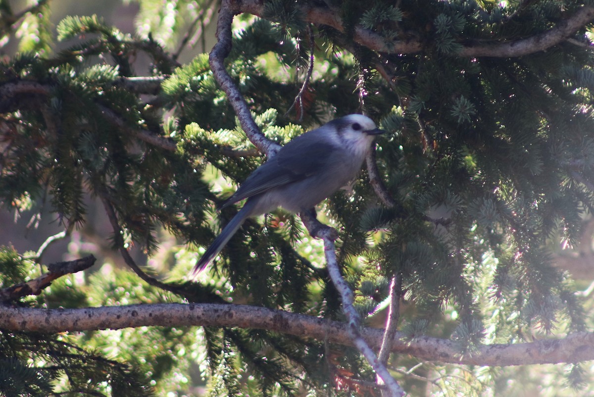 Canada Jay - ML642854118