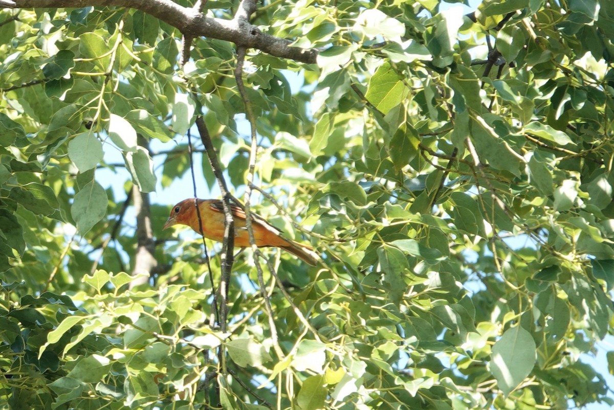 Summer Tanager - ML642854120