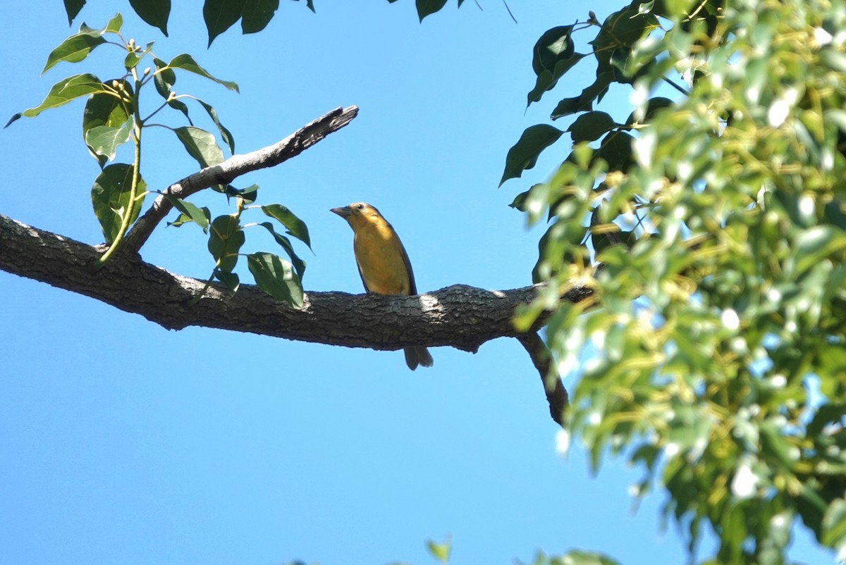 Summer Tanager - ML642854121