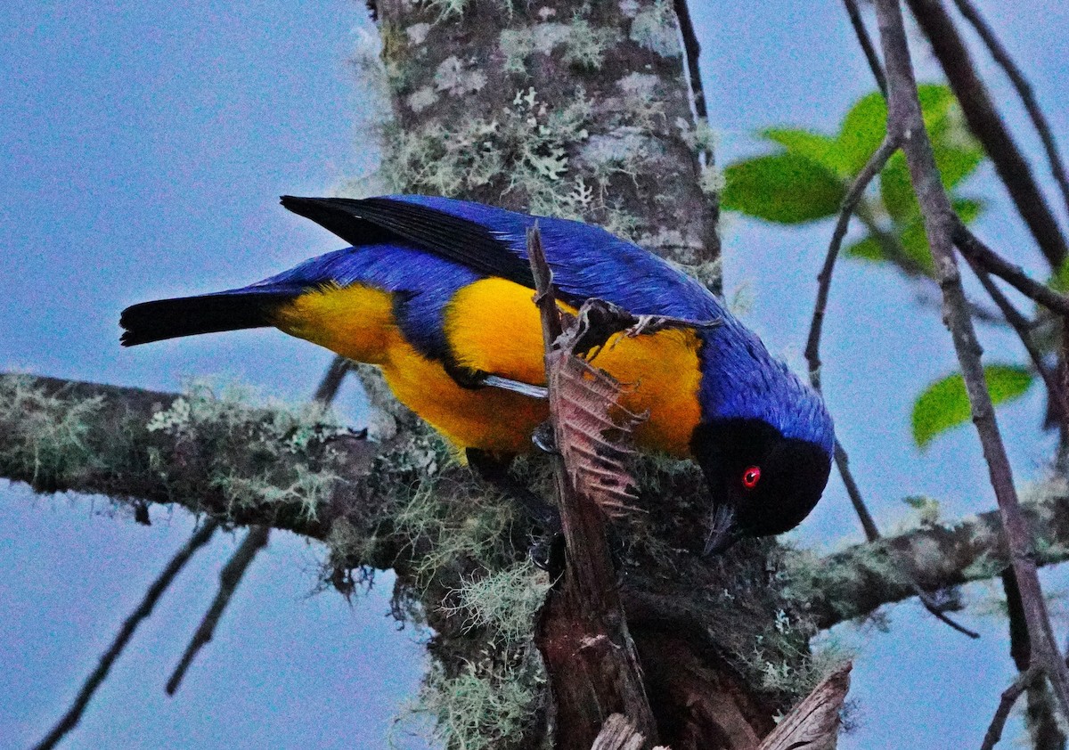 Hooded Mountain Tanager - ML642854123