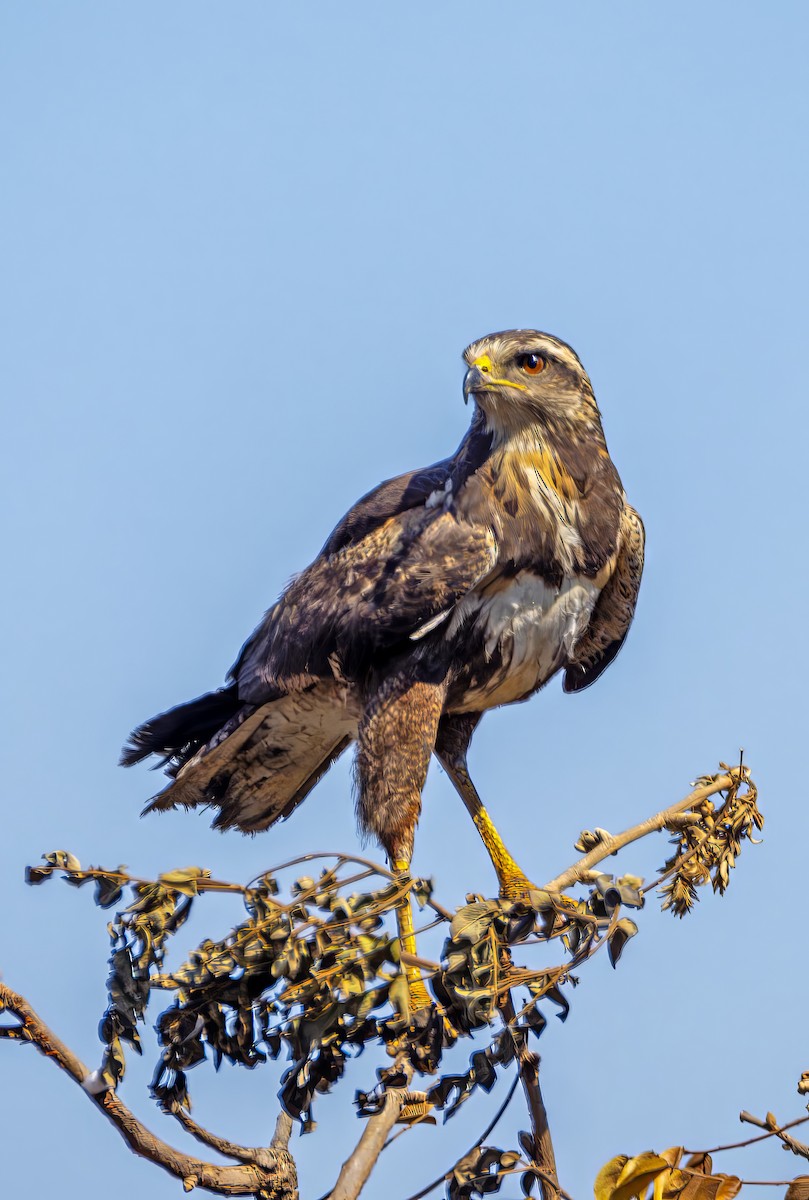 Savanna Hawk - ML642854130