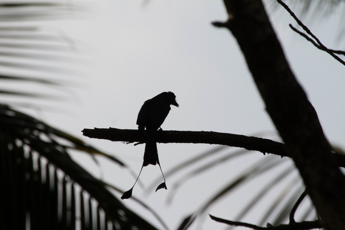 Greater Racket-tailed Drongo - ML642854134