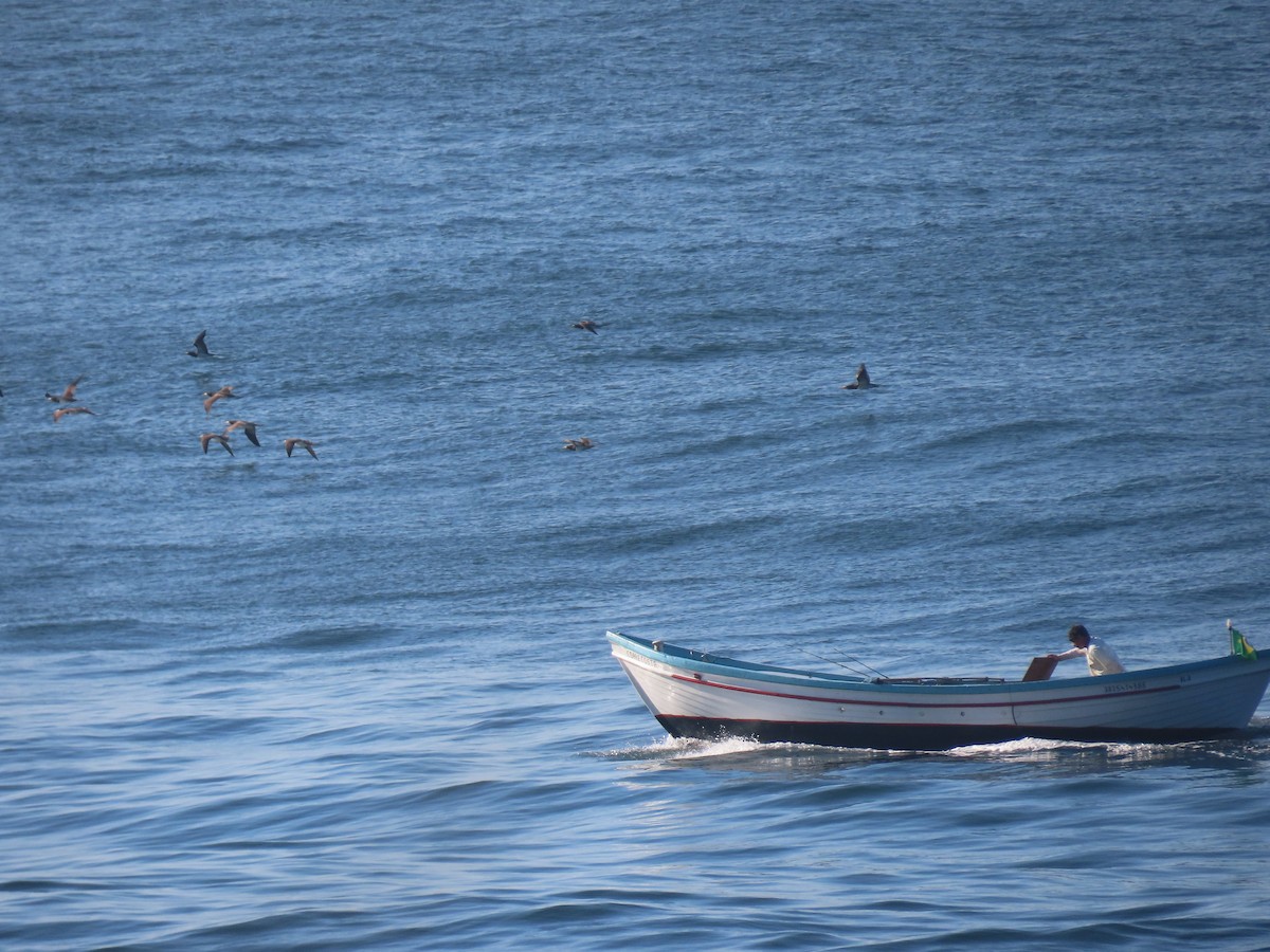 Brown Booby - ML642854135