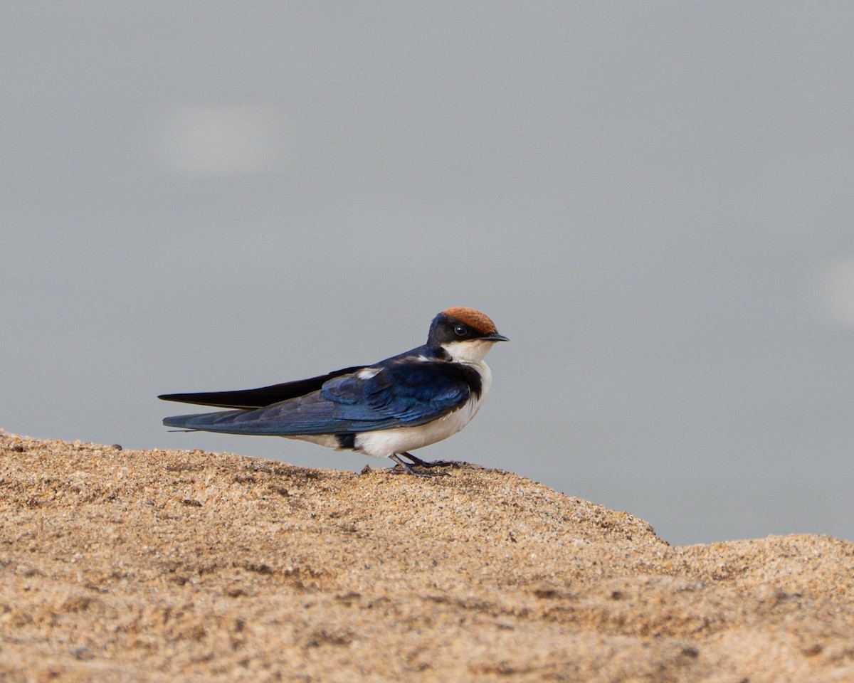 Wire-tailed Swallow - ML642854137
