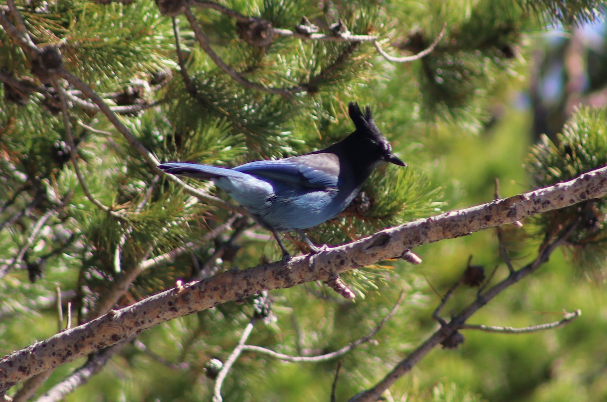 Steller's Jay - ML642854144