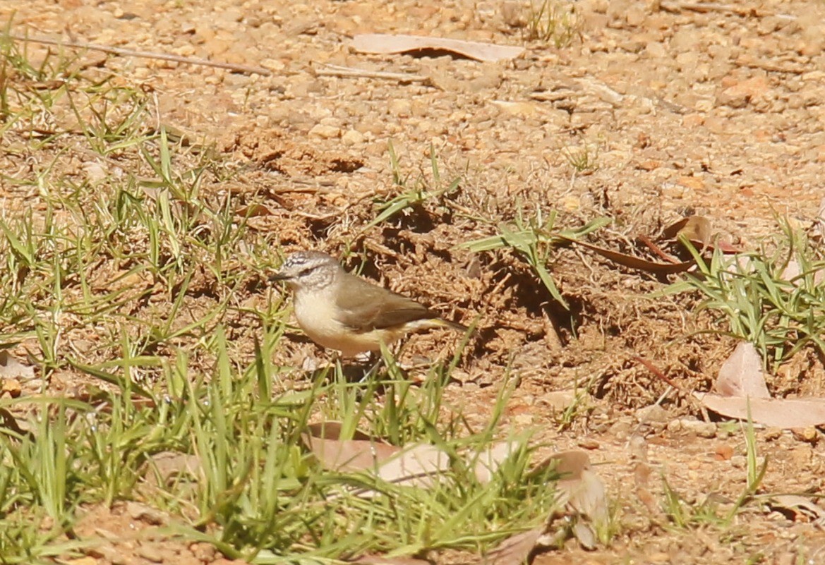 Yellow-rumped Thornbill - ML642854147