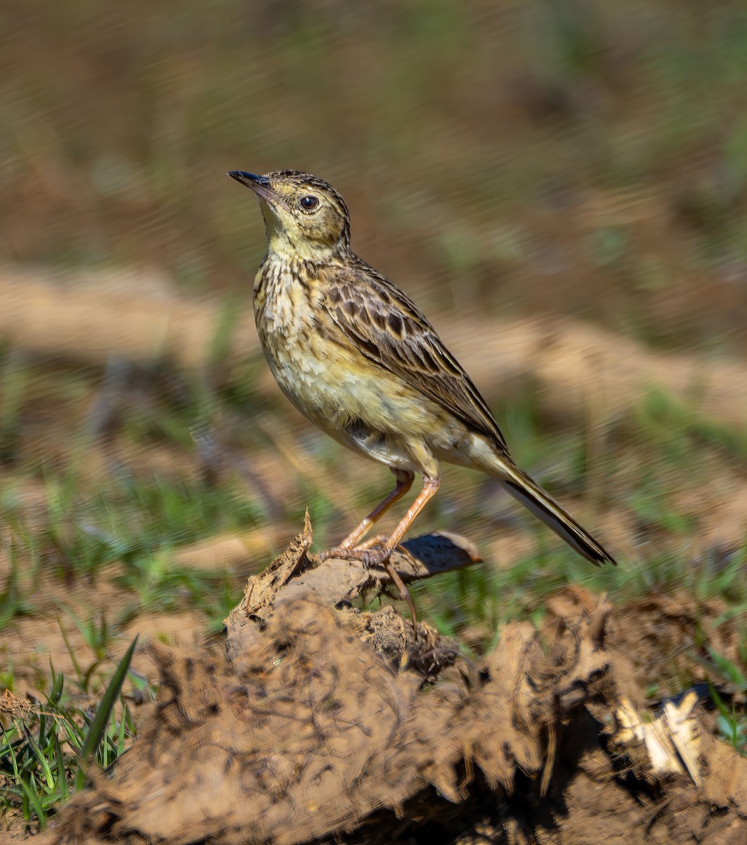 Yellowish Pipit - ML642854150
