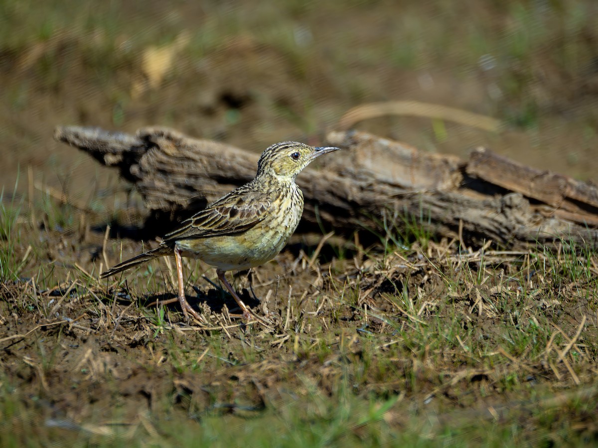Yellowish Pipit - ML642854152