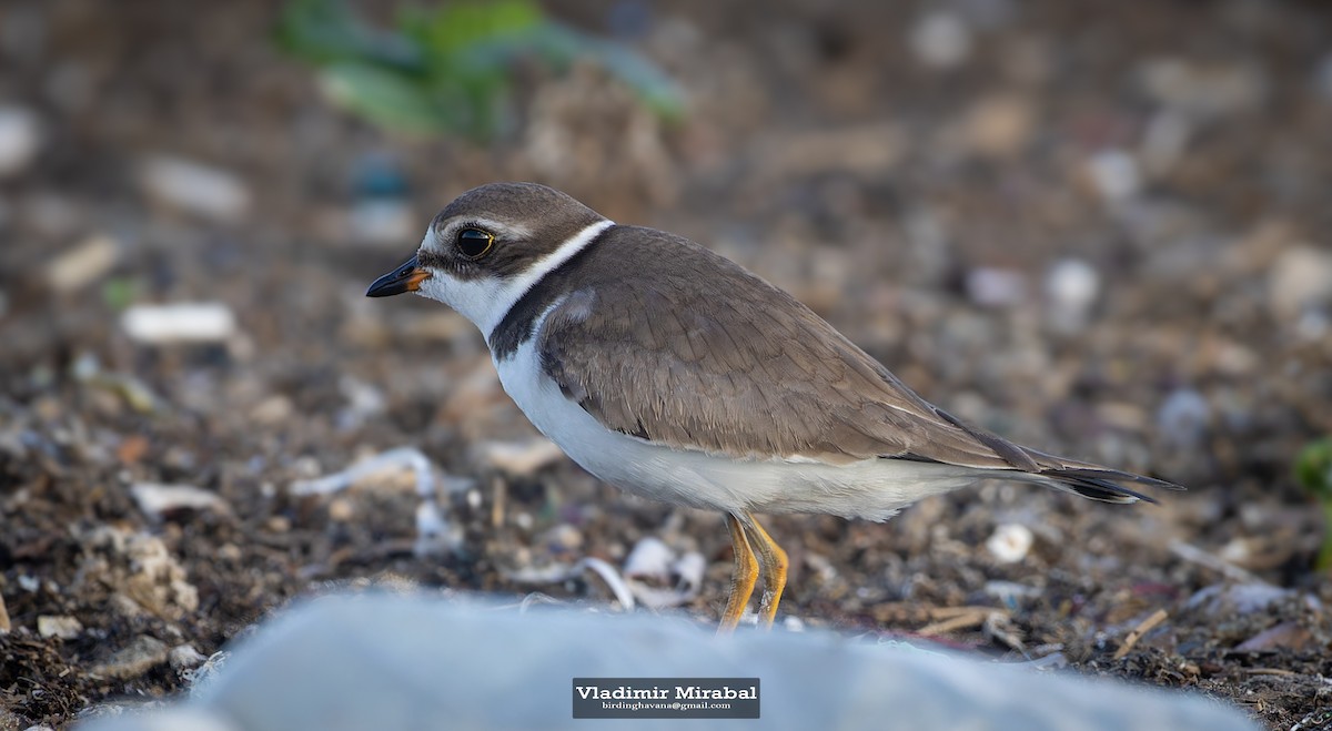 Semipalmated Plover - ML642854153