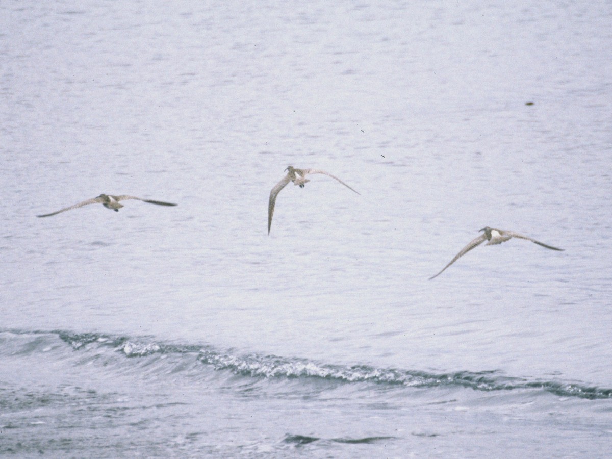 中杓鷸(variegatus) - ML642854154