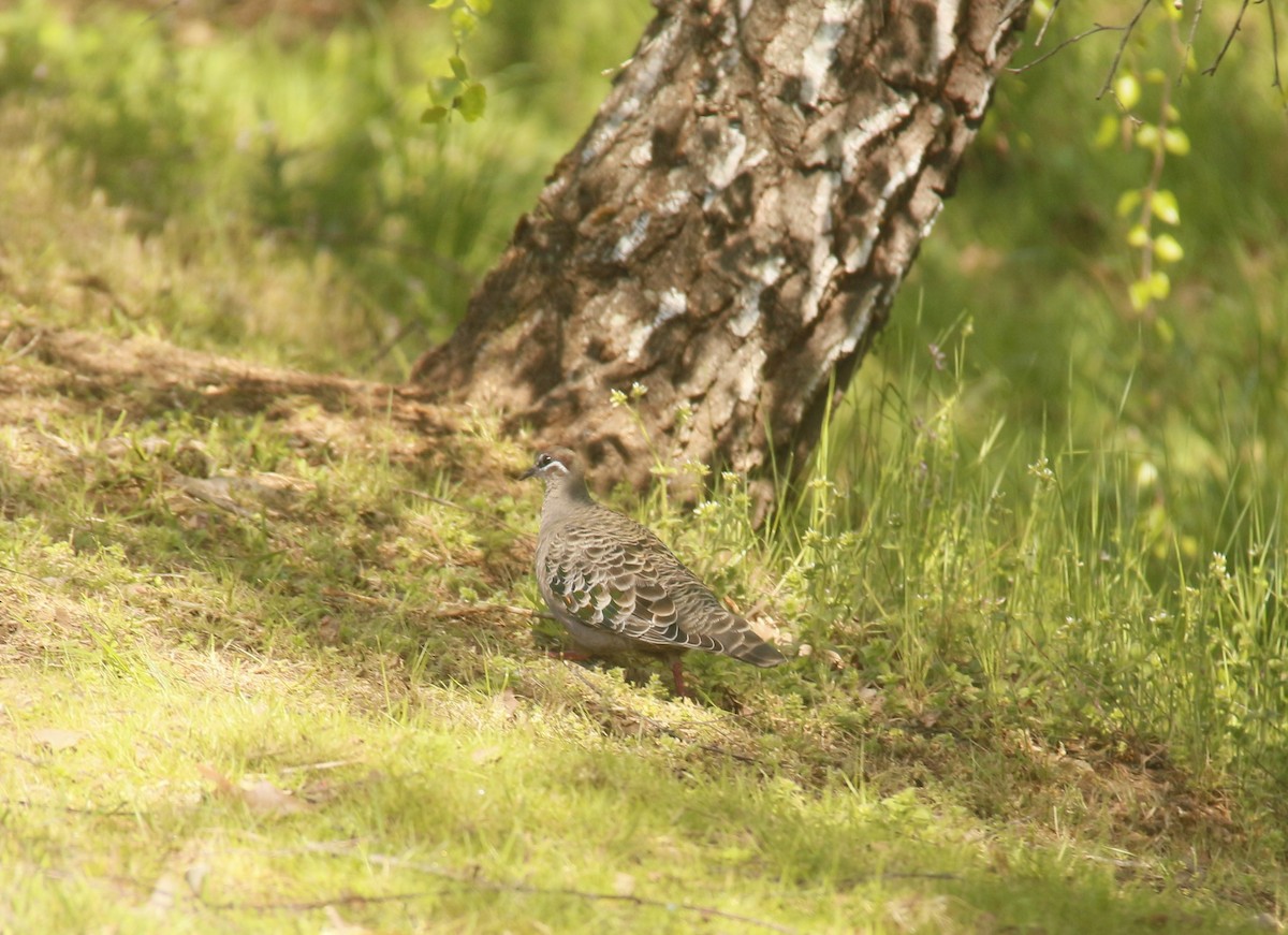 Common Bronzewing - ML642854156