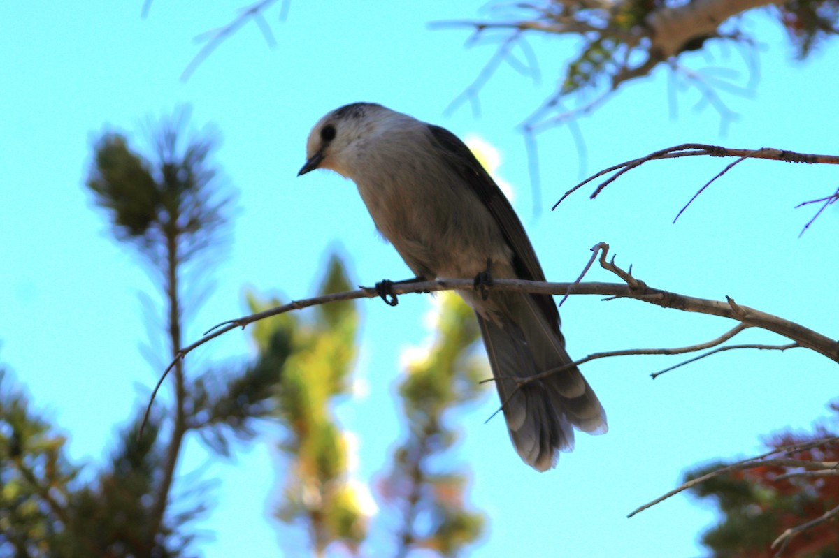 Canada Jay - ML642854157