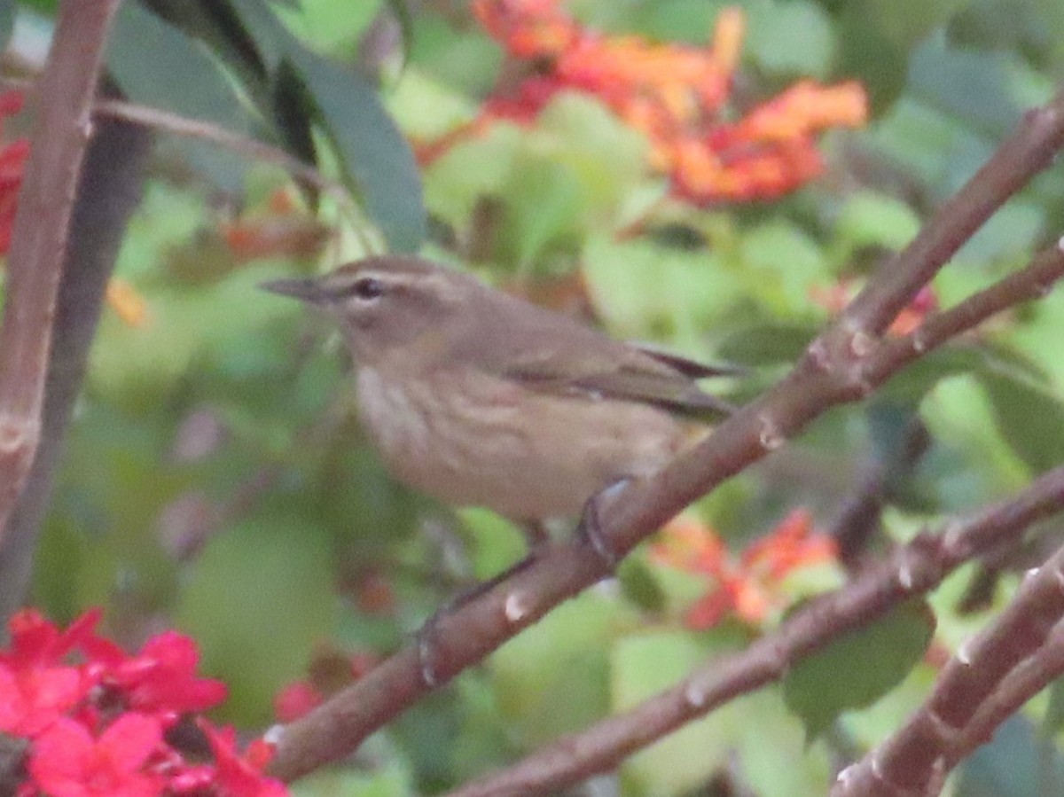 Palm Warbler - ML642854159