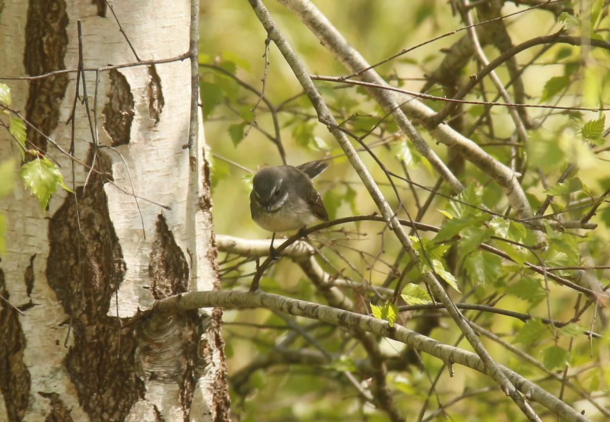 Gray Fantail - ML642854160