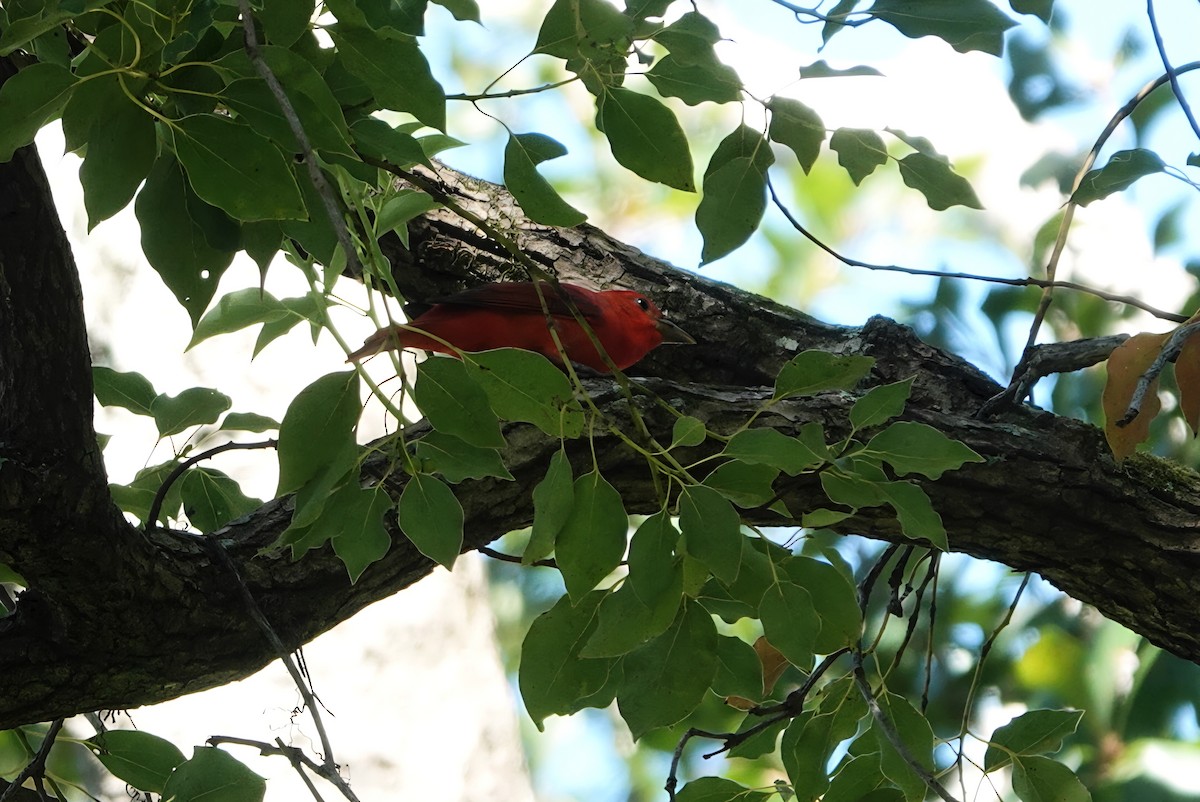 Summer Tanager - ML642854167