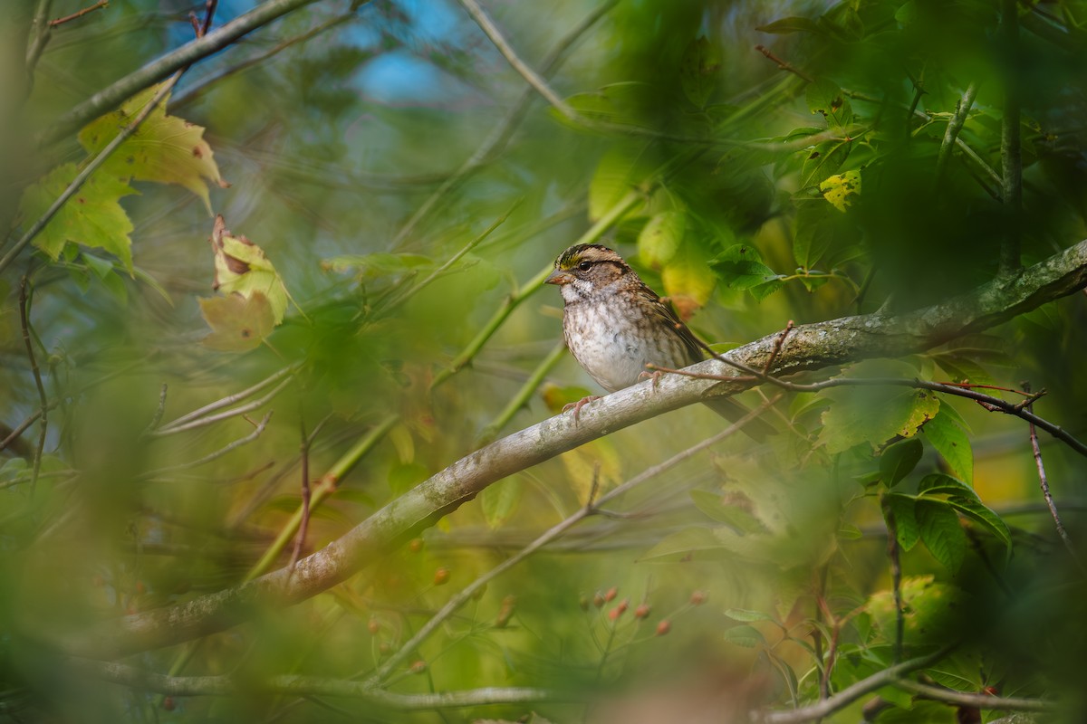 White-throated Sparrow - ML642854168