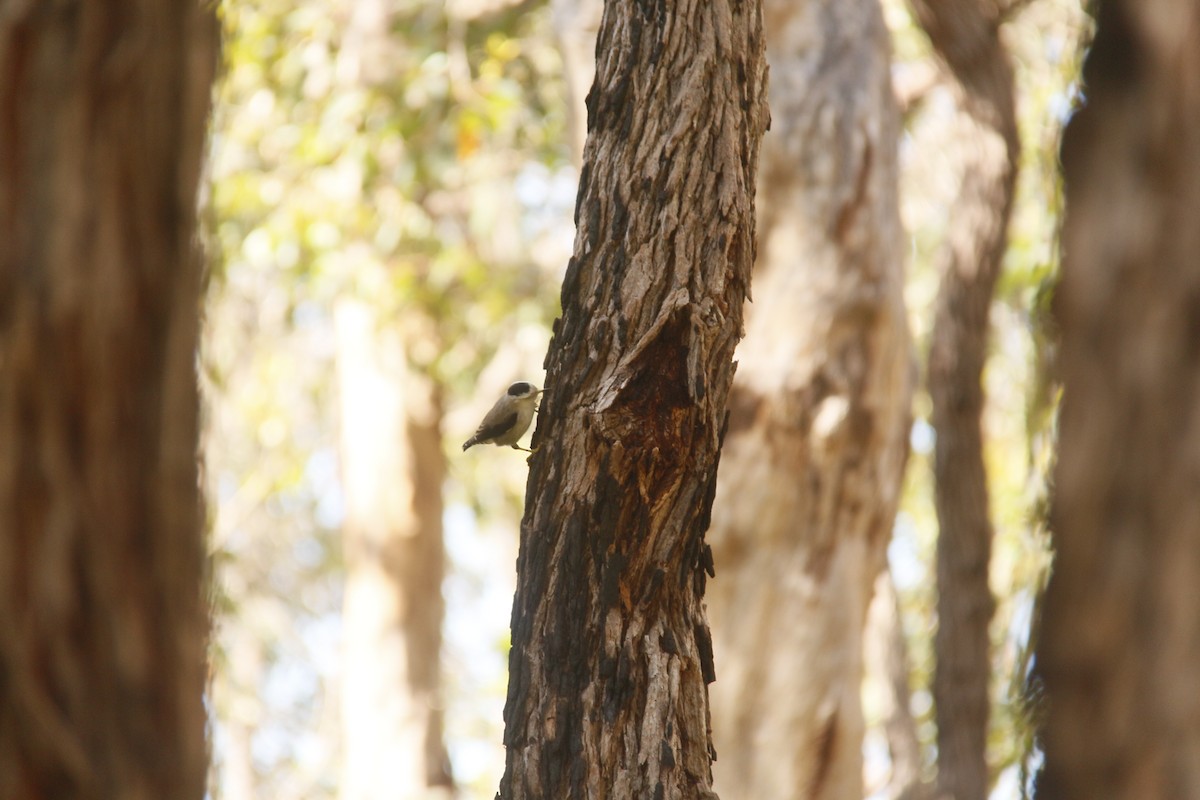 Varied Sittella - ML642854169