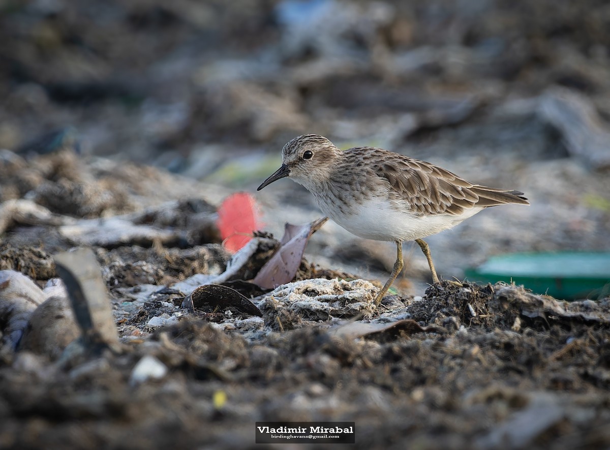Least Sandpiper - ML642854171