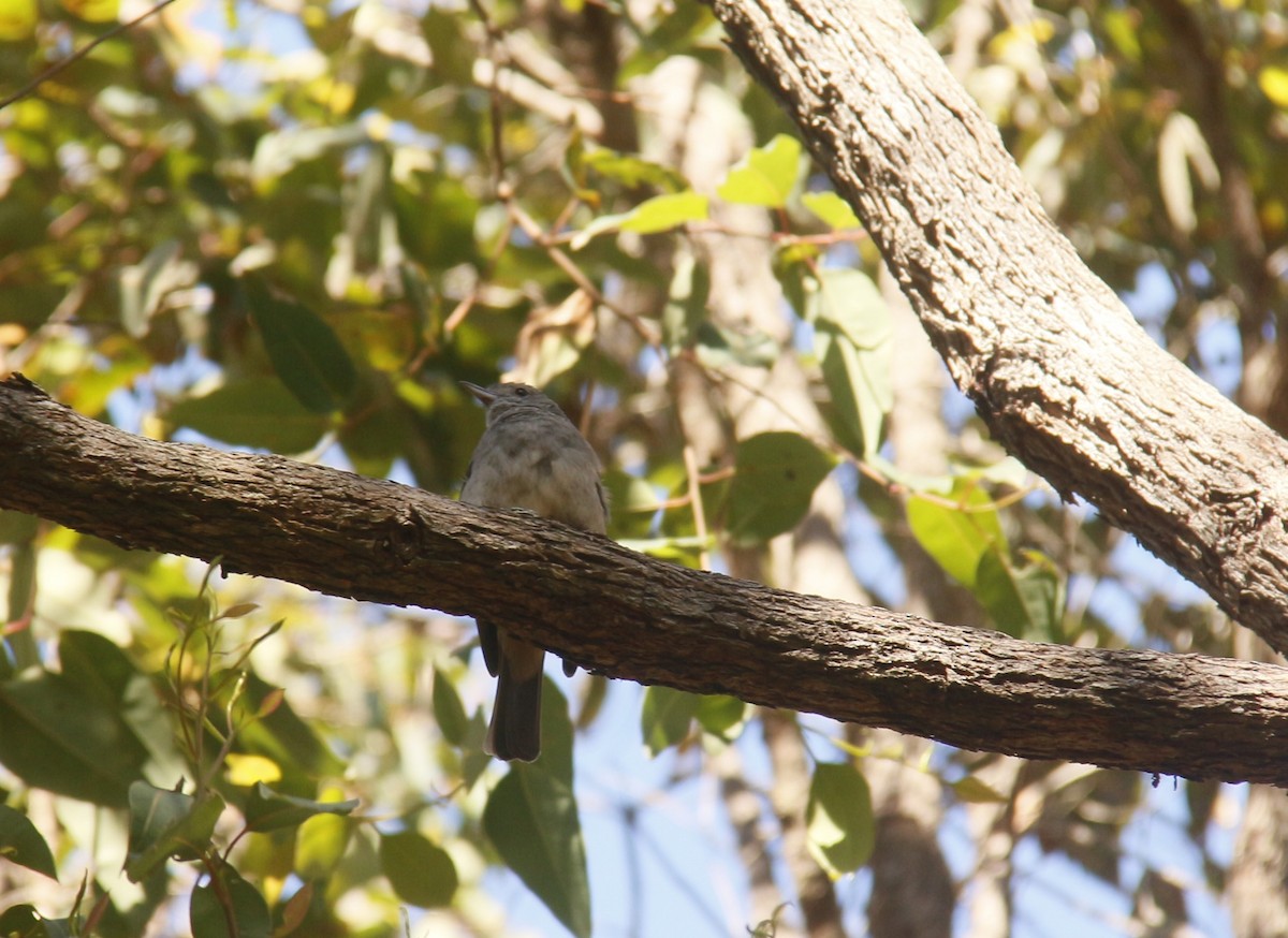 Gray Shrikethrush - ML642854172