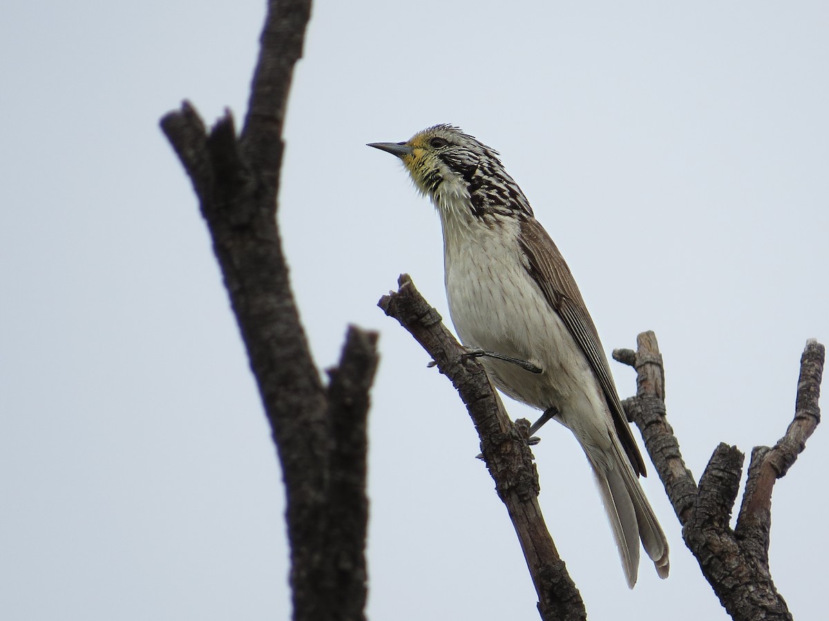 Striped Honeyeater - ML642854174