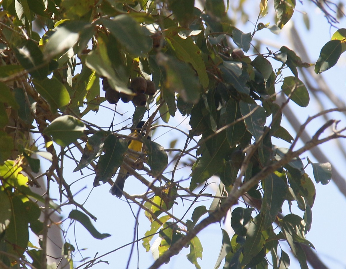 Golden Whistler - ML642854175