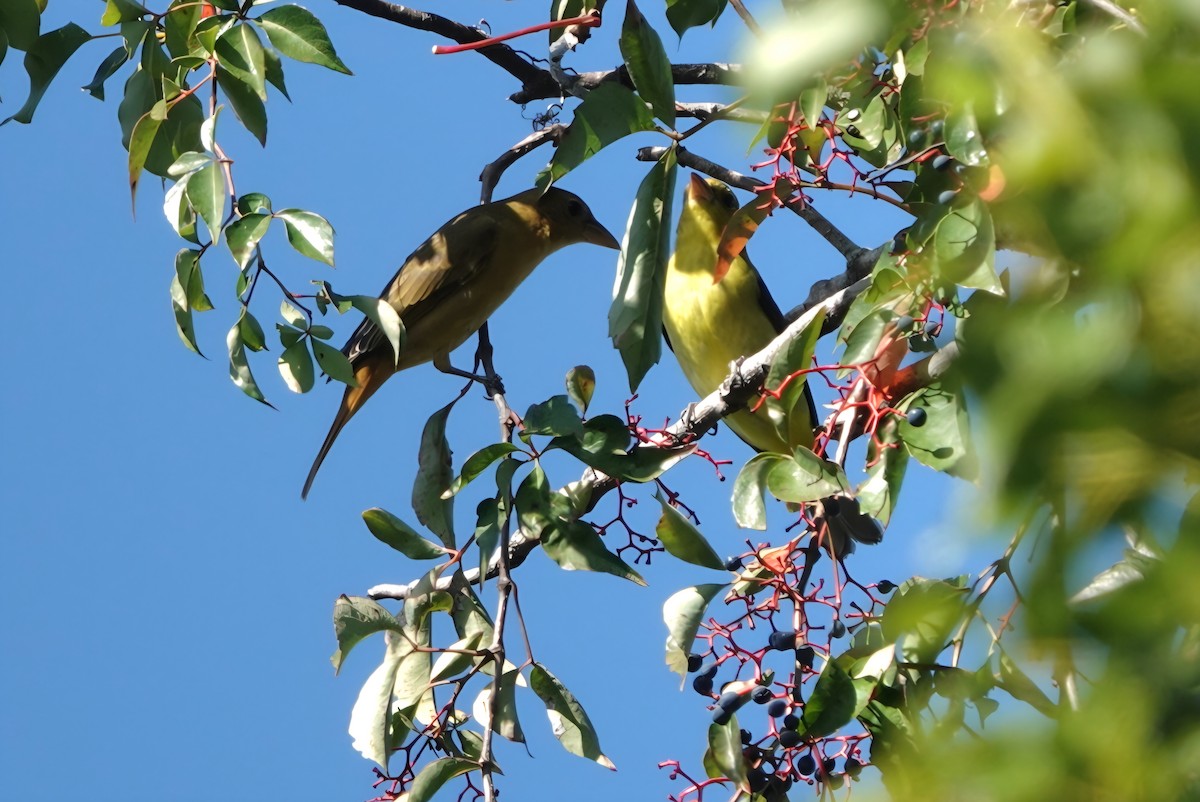 アカフウキンチョウ - ML642854198