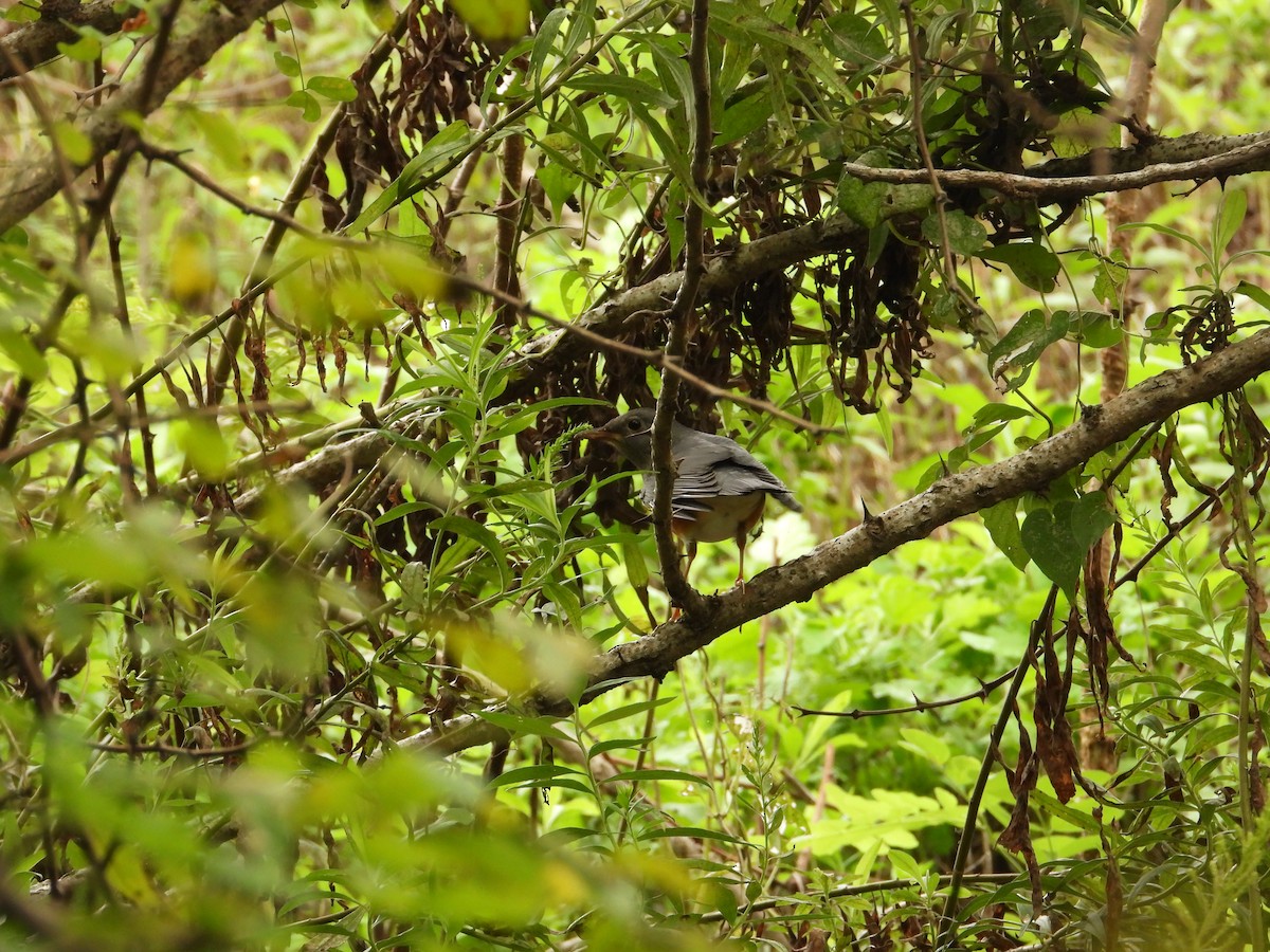 カラアカハラ - ML642854199