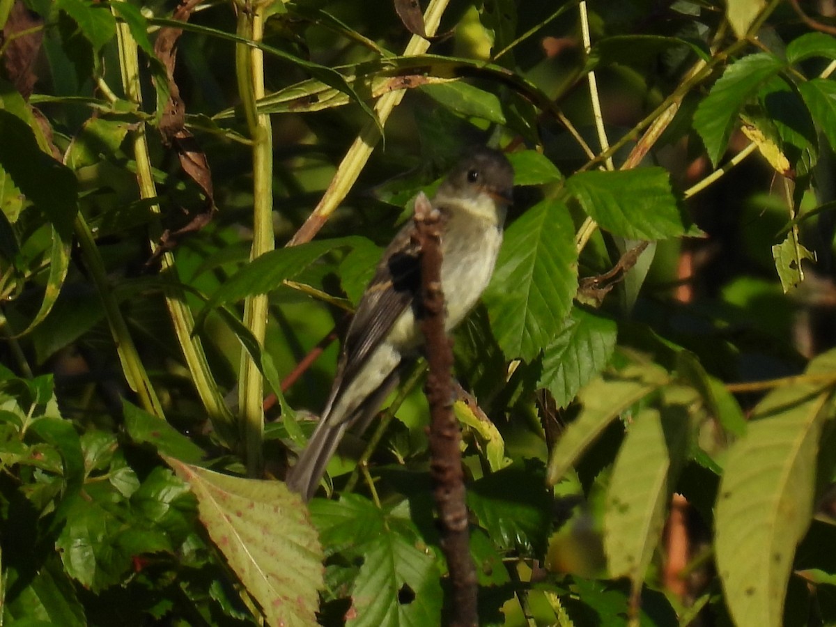 Eastern Wood-Pewee - ML642854218