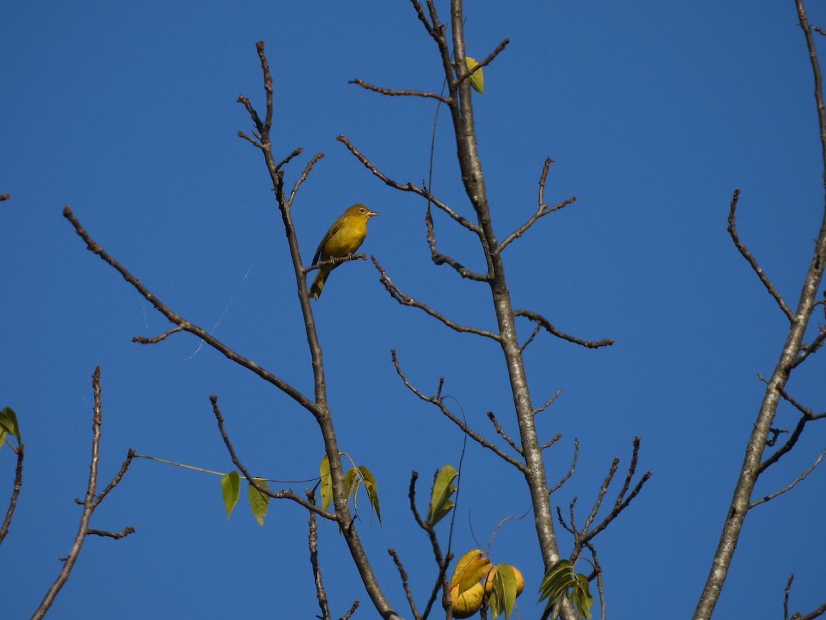Summer Tanager - ML642854227