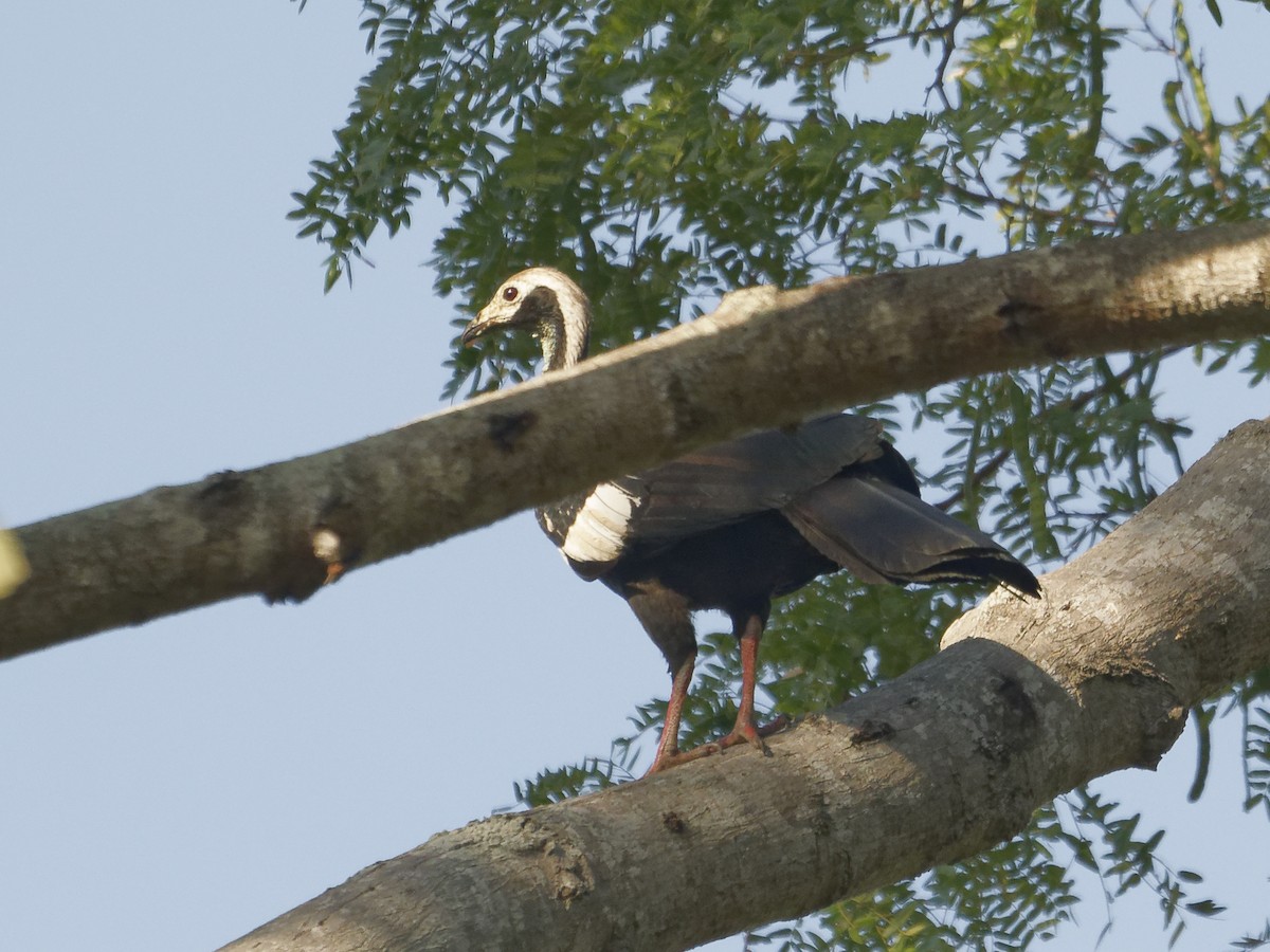 White-throated Piping-Guan - ML642854258