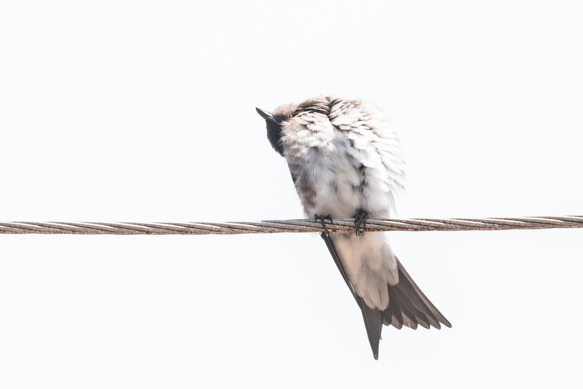 Gray-breasted Martin - ML642854269