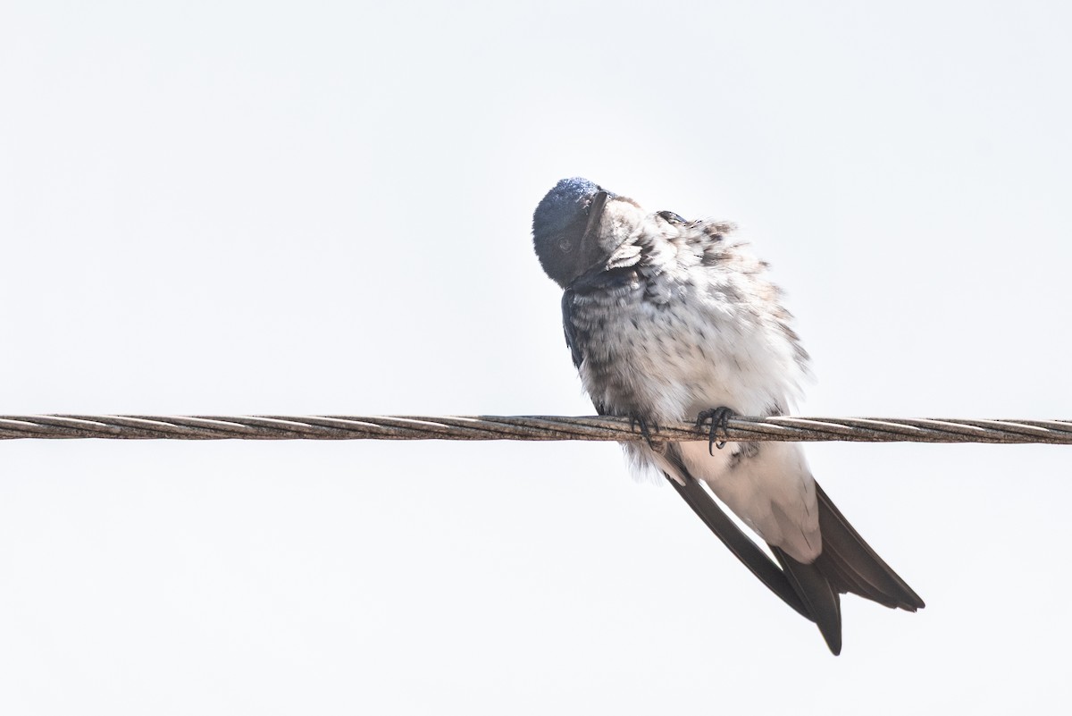 Gray-breasted Martin - ML642854270