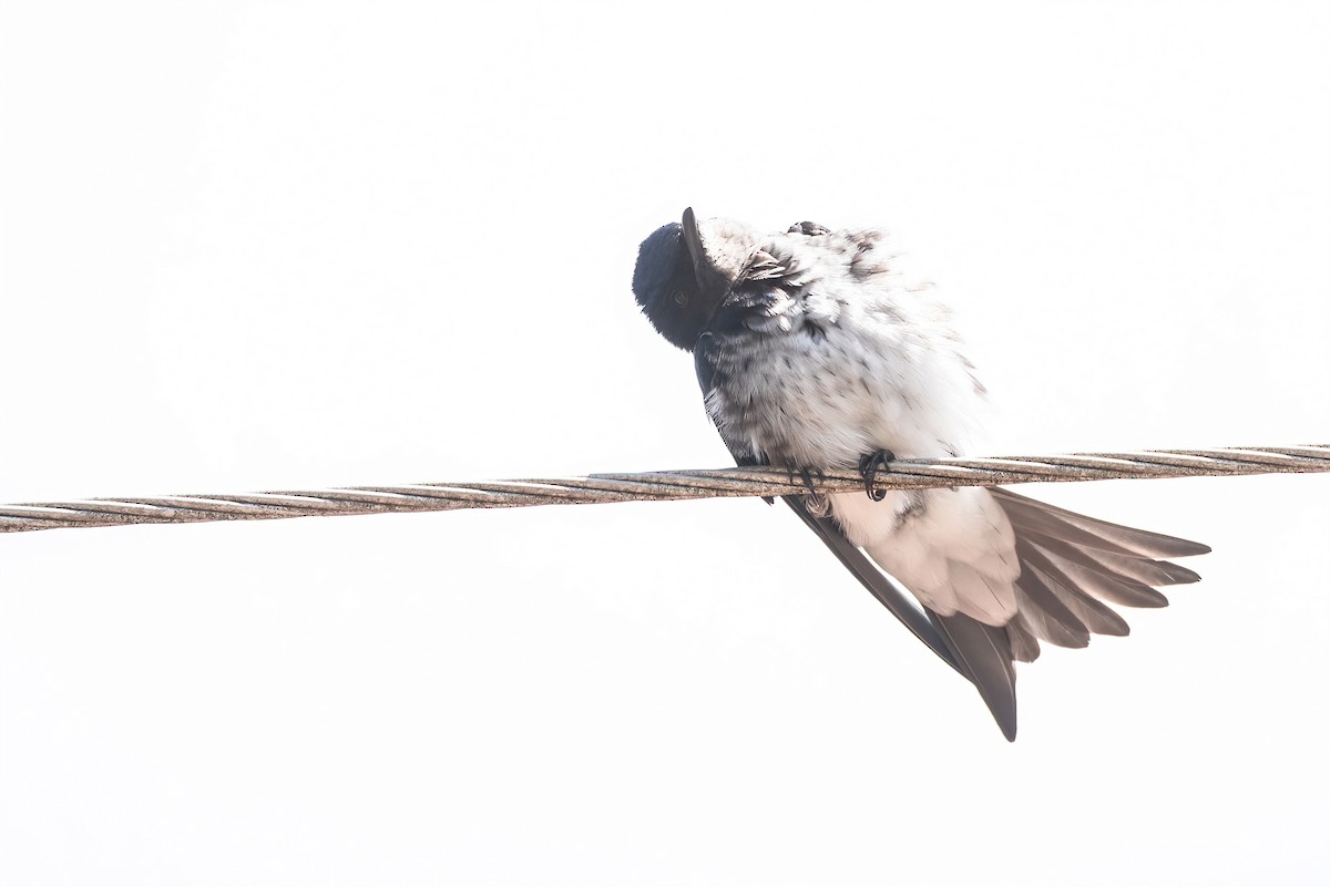 Gray-breasted Martin - ML642854271