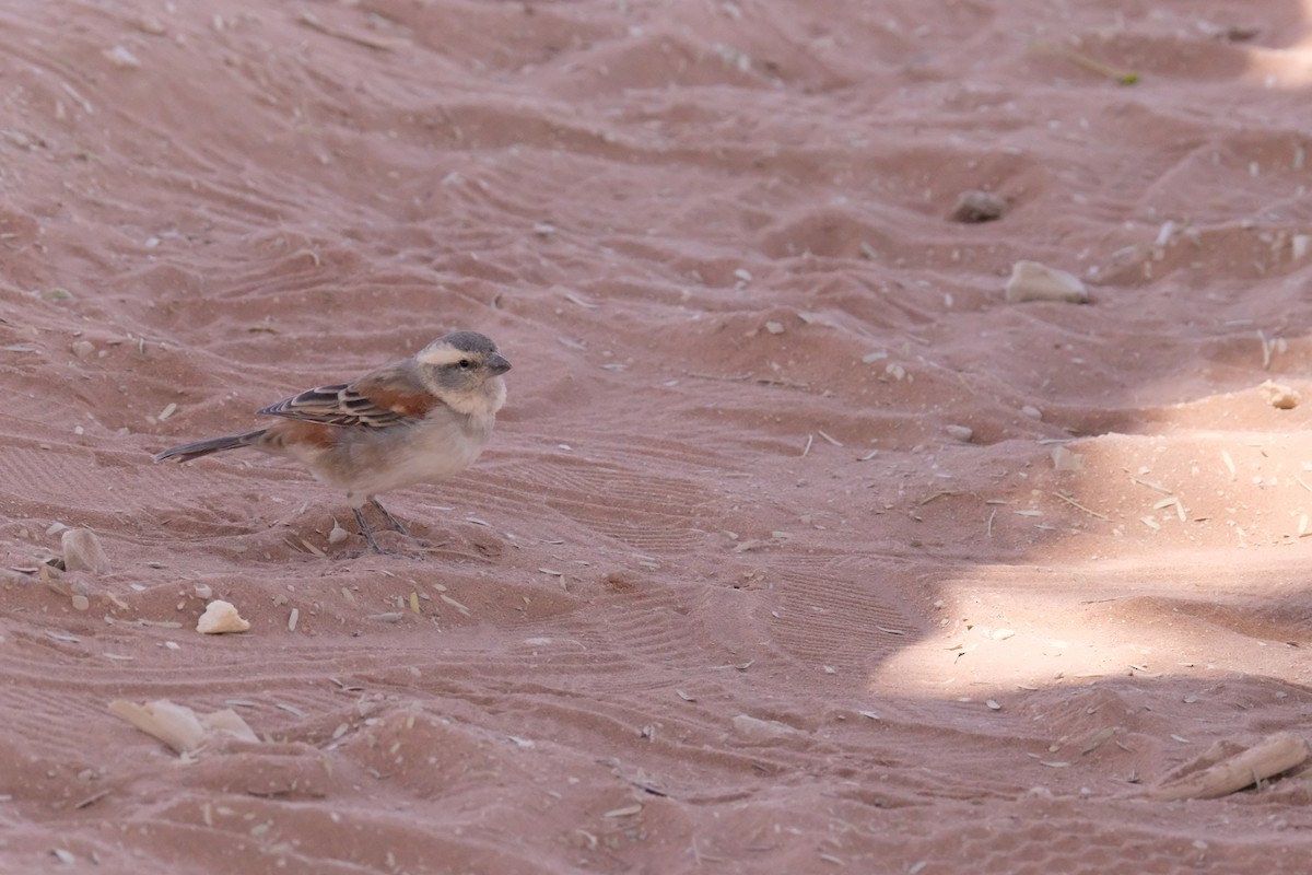 Cape Sparrow - ML642854272