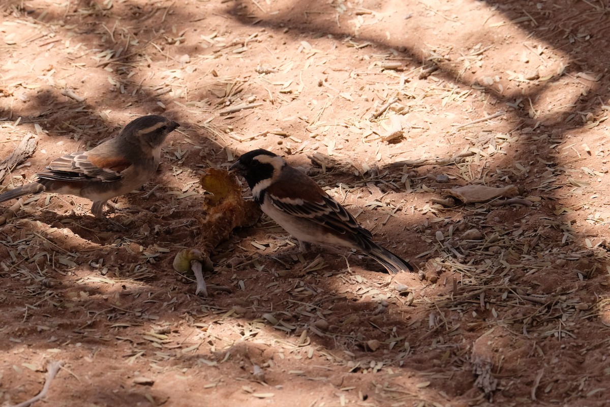 Cape Sparrow - ML642854273