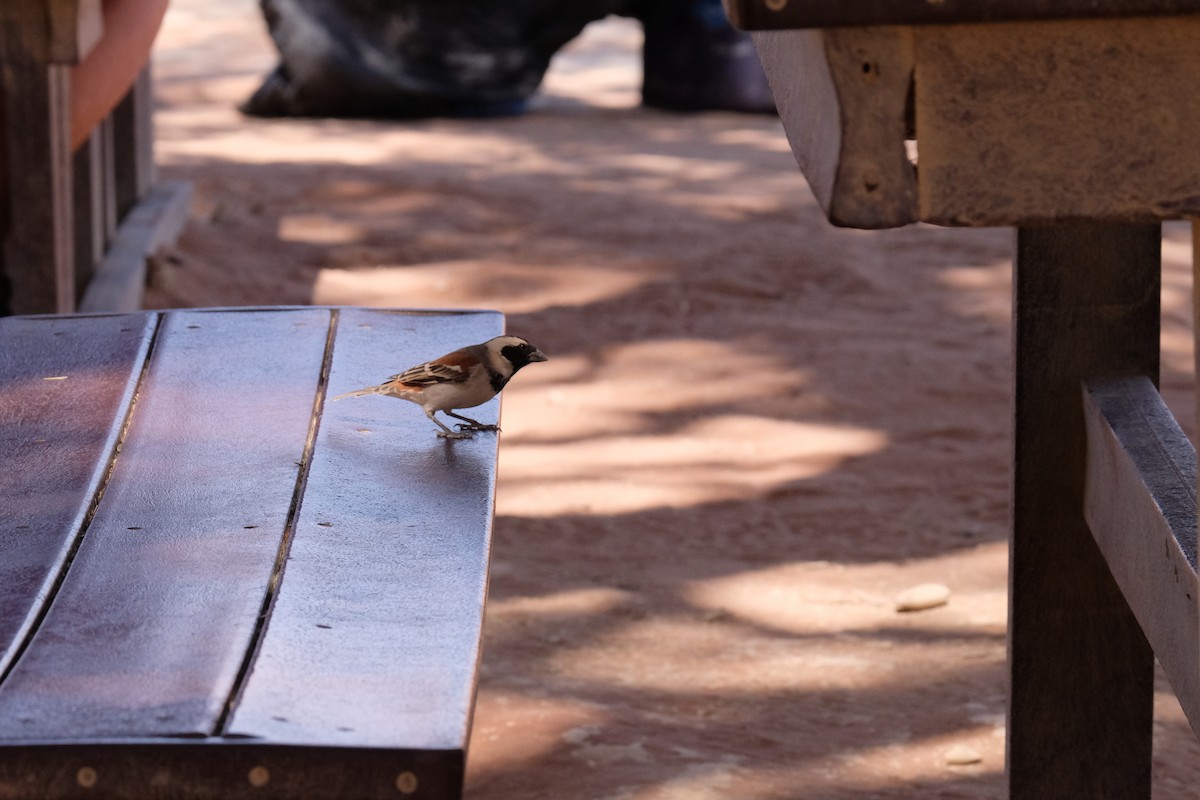 Cape Sparrow - ML642854274