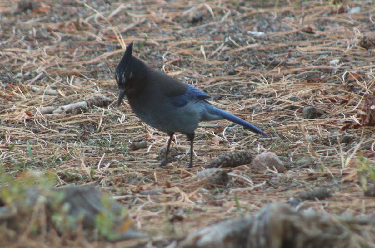 Steller's Jay - ML642854279
