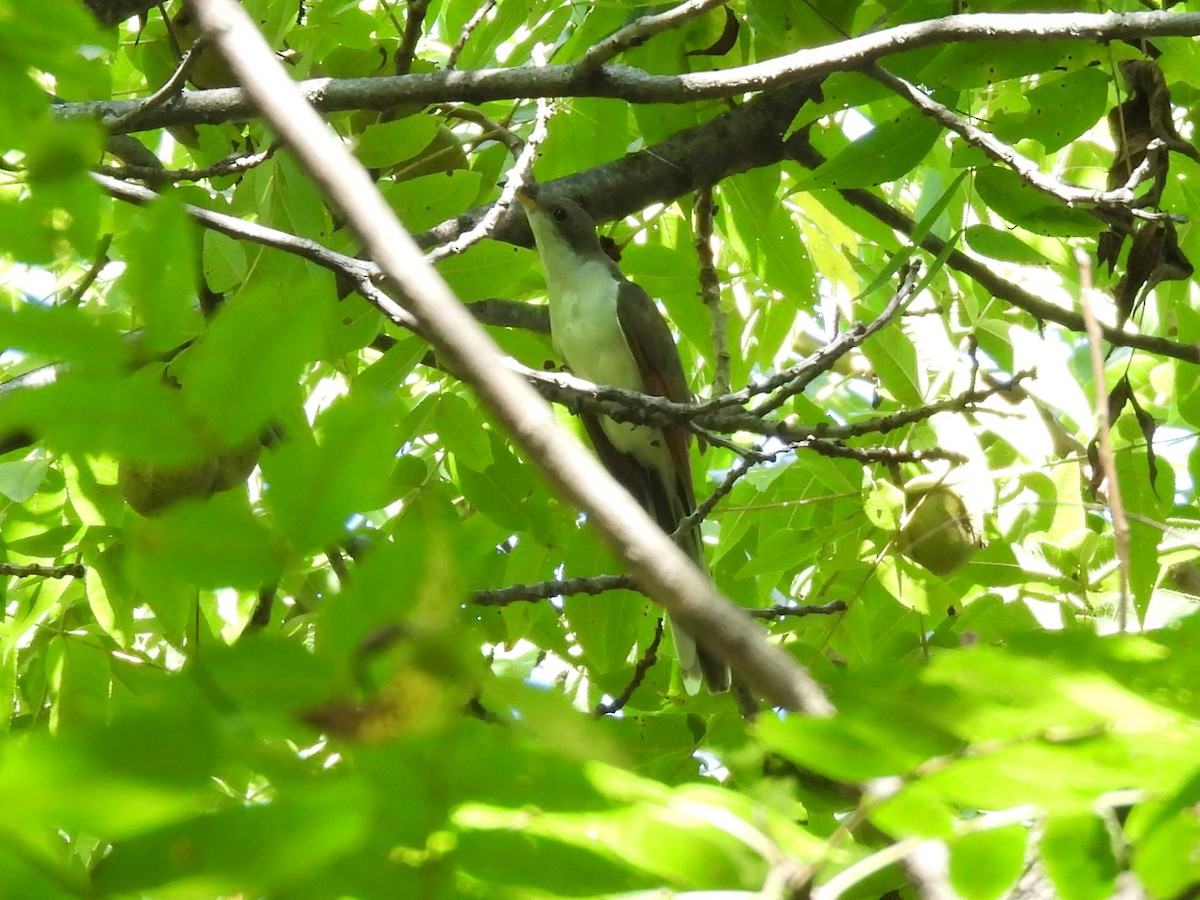 Yellow-billed Cuckoo - ML642854282