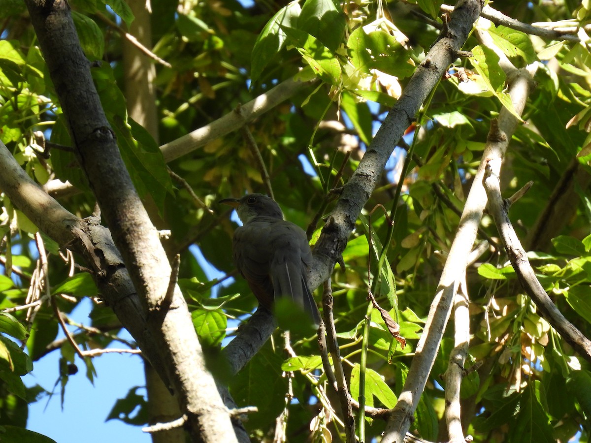 Yellow-billed Cuckoo - ML642854284