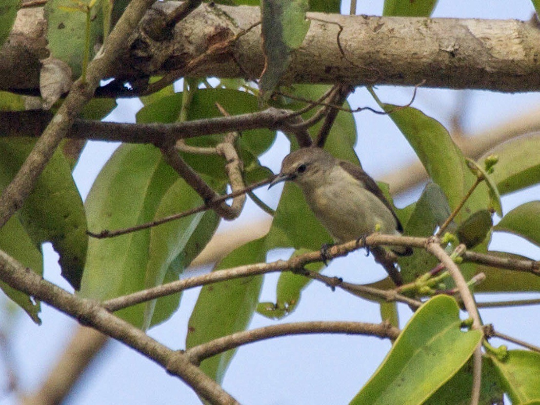 Nilgiri Flowerpecker - ML642854285