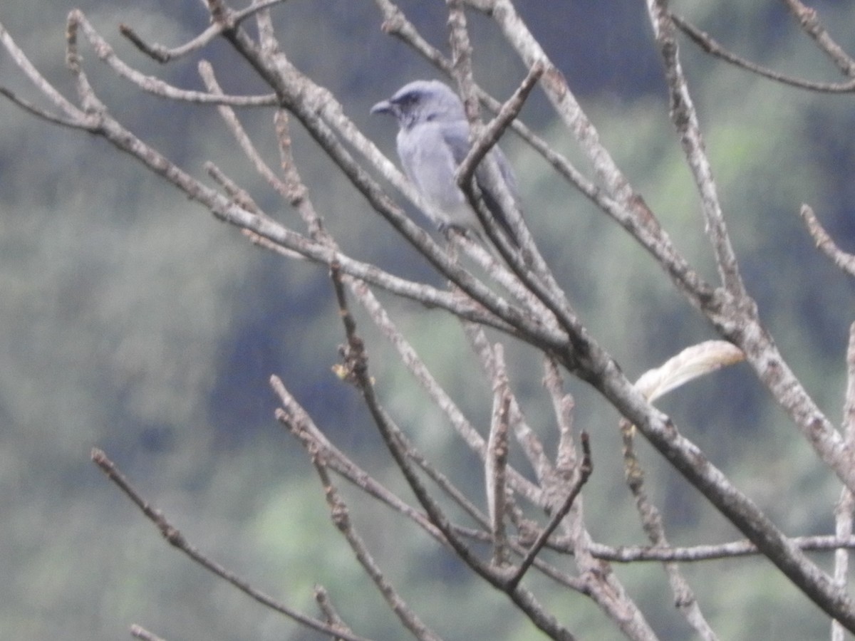 Oriental Cuckooshrike - ML642854286