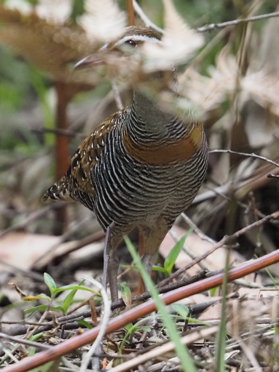 Buff-banded Rail - ML642854303